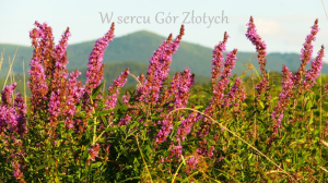 gora_zza_fioletowych_kwiatów_blog_podpis